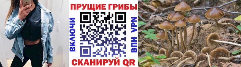 нарко площадка как зайти Богородск Псилоцибиновые грибы мухоморы